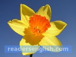 daffodil Urdu meaning