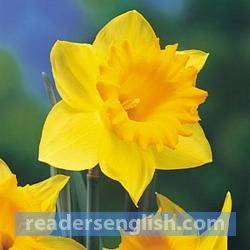 daffodil Urdu meaning