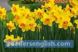 daffodil Urdu meaning