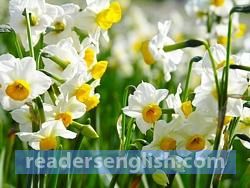 daffodil Urdu meaning