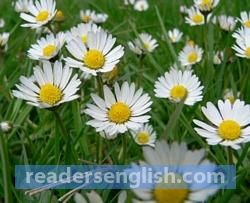 daisy Urdu meaning