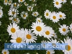 daisy Urdu meaning