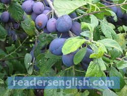 damson Urdu meaning