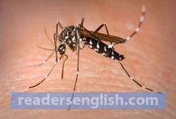 dengue Urdu meaning