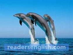 dolphin Urdu meaning