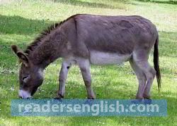 donkey Urdu meaning