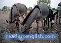 donkey Urdu meaning