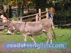 donkey Urdu meaning