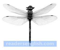 dragonfly Urdu meaning