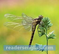 dragonfly Urdu meaning