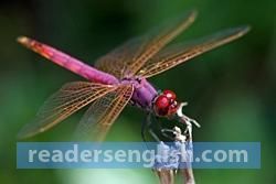 dragonfly Urdu meaning