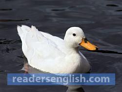 duck Urdu meaning