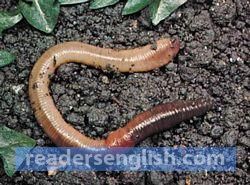 earthworm Urdu meaning