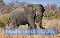 elephant Urdu meaning