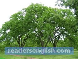 elm Urdu meaning