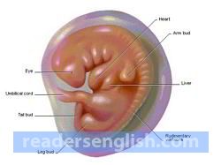 embryo Urdu meaning