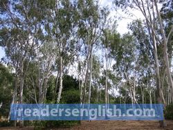 eucalyptus Urdu meaning