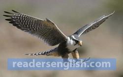 falcon Urdu meaning