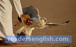 falconry Urdu meaning