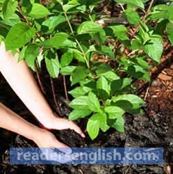 fertilize Urdu meaning