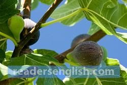 Fig Urdu meaning