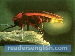 firefly Urdu meaning