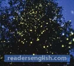 firefly Urdu meaning