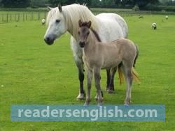 foal Urdu meaning