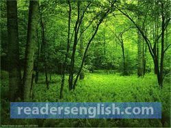 forest Urdu meaning
