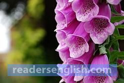 foxglove Urdu meaning