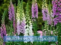 foxglove Urdu meaning