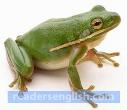 frog Urdu meaning