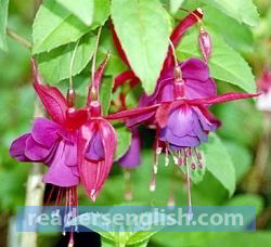 fuchsia Urdu meaning