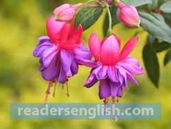 fuchsia Urdu meaning