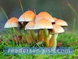 Fungi Urdu meaning