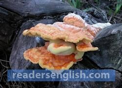 Fungi Urdu meaning