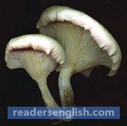 fungus Urdu meaning