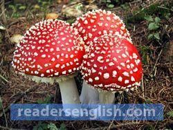 fungus Urdu meaning