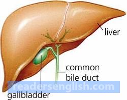 gallbladder Urdu meaning