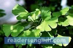 gingko Urdu meaning