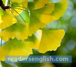 ginkgo Urdu meaning