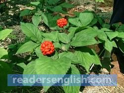 ginseng Urdu meaning