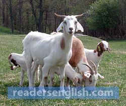 Goat Urdu meaning