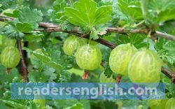 gooseberry Urdu meaning