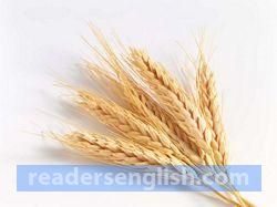 grain Urdu meaning