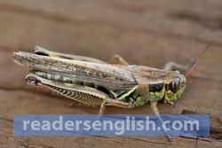 grasshopper Urdu meaning