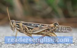 grasshopper Urdu meaning