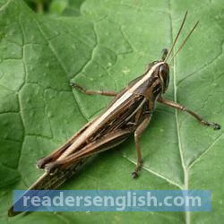 grasshopper Urdu meaning