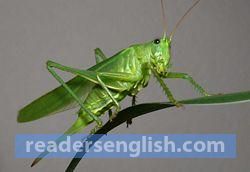 grasshopper Urdu meaning