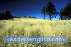 grassland Urdu meaning